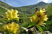 25 Genziana punteggiata (Gentiana punctata) con vista in Pizzo Zerna